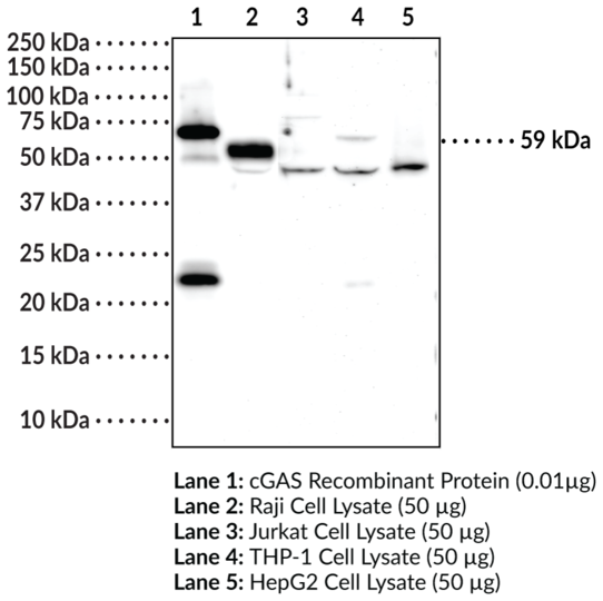 Anti-cGAS (Clone 5G10)