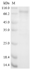 Cytochrome P450 1B1 (Cyp1b1), rat, recombinant