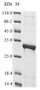 NAD-dependent protein deacetylase (Sirt3), rat, recombinant