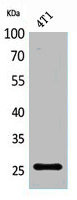 Anti-CD81