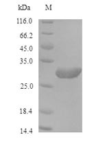 Proliferating cell nuclear antigen (POL30), Saccharomyces cerevisiae, recombinant