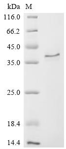 CCN family member 2 (CCN2), Macaca mulatta, recombinant