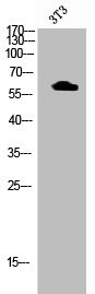 Anti-Phospho-AKT1 (T72)