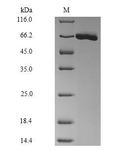 Serum albumin (Alb), mouse, recombinant