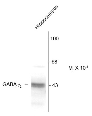 Anti-GABAA Receptor gamma 2