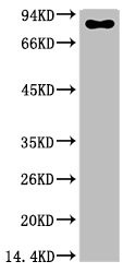 Anti-Luciferase Monoclonal