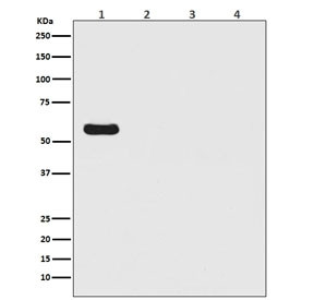 Anti-Firefly Luciferase, clone DAA-6