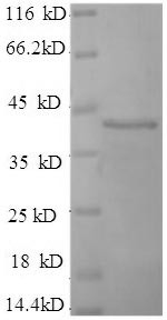 Synaptotagmin-1 (SYT1), partial, human, recombinant