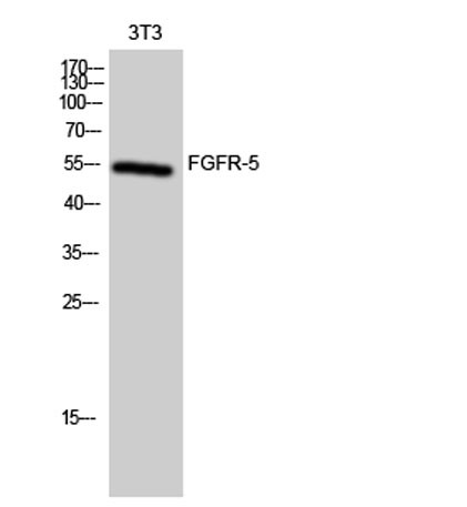 Anti-FGFR-5