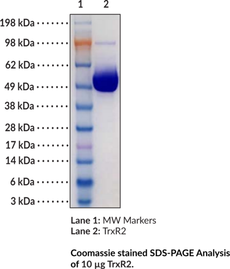 Thioredoxin Reductase 2 (human, recombinant)