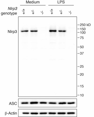 Anti-NLRP3/NALP3, clone Cryo-2