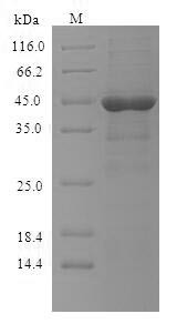 High affinity immunoglobulin epsilon receptor subunit alpha (FCER1A), partial, human, recombinant