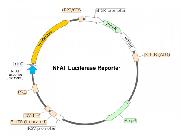 NFAT Luciferase Reporter Lentivirus-79579-P