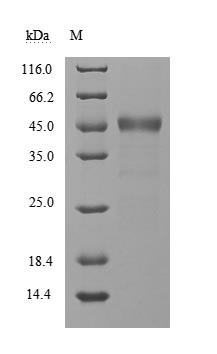 Non-structural protein 9 (nsp9), Severe acute respiratory syndrome coronavirus 2, recombinant