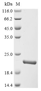 Fibronectin type III domain-containing protein 5 (Fndc5), partial, mouse, recombinant