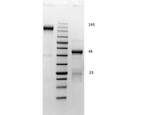 Rabbit Gamma Globulin Fraction