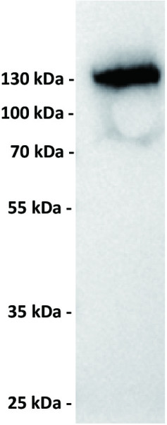 Anti-CD22 antibody(8B5), Rabbit mAb