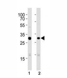 Anti-Cdk1