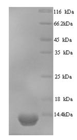 Ubiquitin-like protein SMT3 (SMT3), Saccharomyces cerevisiae, recombinant