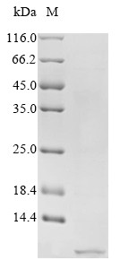 Peptide YY (PYY), partial, human, recombinant