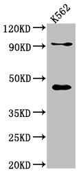 Anti-PCYT1A Recombinant Monoclonal, clone 4F2