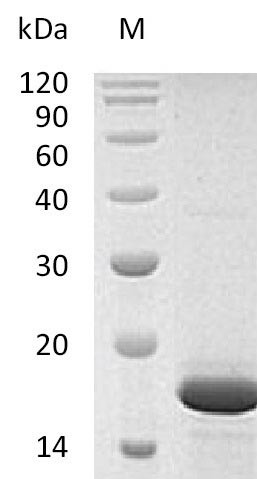 Fibroblast growth factor 2 (FGF2) (Active), human, recombinant