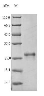 Scavenger receptor cysteine-rich type 1 protein M130 (Cd163), partial, mouse, recombinant