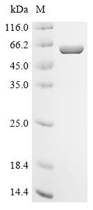 Apoptosis-associated speck-like protein containing a CARD (PYCARD), partial, Biotinylated, human, re