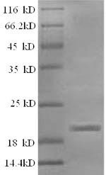 Interleukin-1 beta (IL1B), sheep, recombinant