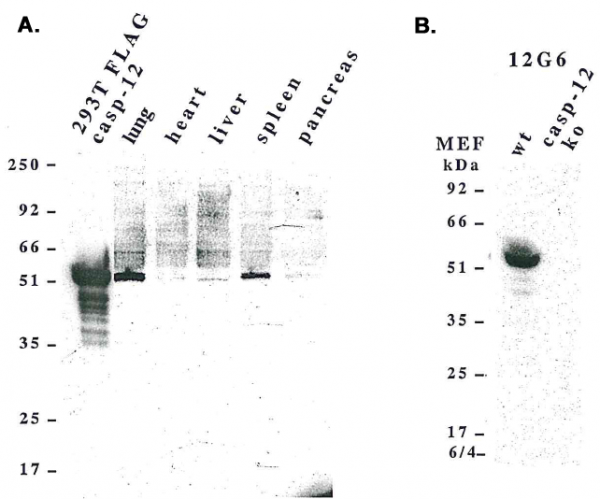 Anti-Caspase-12 (mouse), clone 12G6