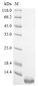 Beta-2-microglobulin (B2m), Mesocricetus auratus, recombinant