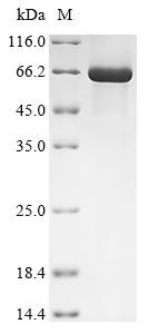 Coagulation factor X (F10), human, recombinant