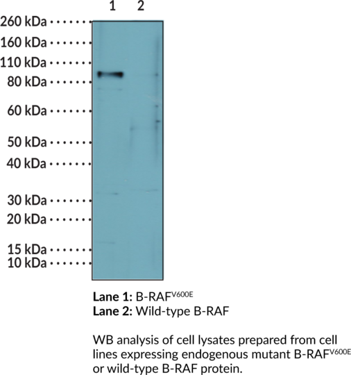 Anti-B-RAFV600E Monoclonal Antibody (Clone RM8)