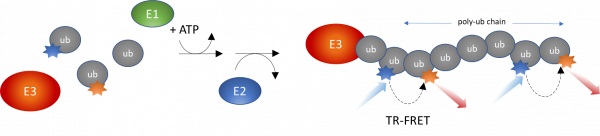 Cereblon intrachain TR-FRET Assay Kit