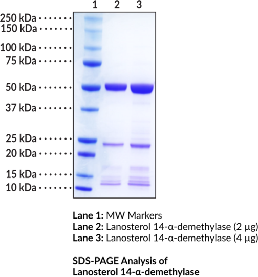 Lanosterol 14-alpha-demethylase (human, recombinant)