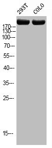 Anti-Phospho-TOP2A (T1343)