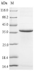 CD63 antigen (Cd63), partial, mouse, recombinant