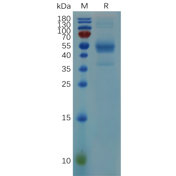 Mouse HBEGF (24-160) Protein, hFc Tag