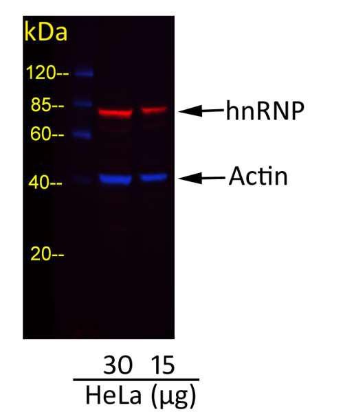 Anti-Rabbit IgG-heavy and light chain cross-adsorbed, DyLight(R) 488 conjugated