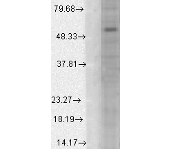 Anti-GABA-A Receptor ALPHA 1 protein, clone S96-55