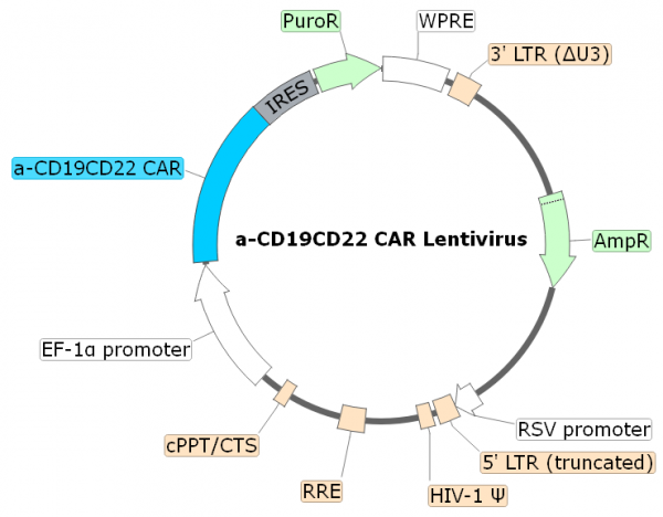 Anti-CD19/CD22 Bispecific CAR Lentivirus (Clones FMC63/m971 ScFv-CD8-4-1BB-CD3zeta)