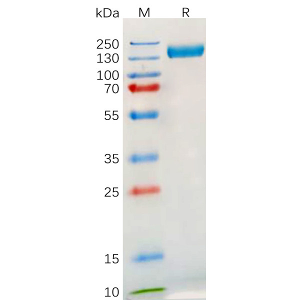 Human TLR3 Protein, hFc Tag