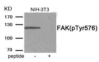 Anti-Phospho-PTK2 (Tyr576)