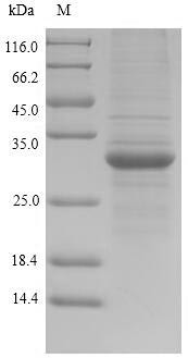 HLA class II histocompatibility antigen, DR alpha chain (HLA-DRA), human, recombinant