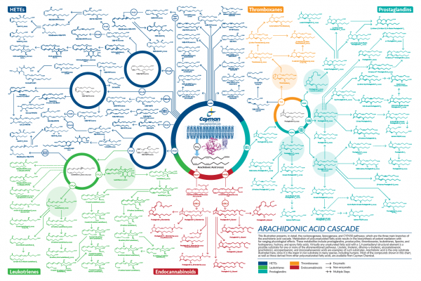 Arachidonic Acid Cascade Poster