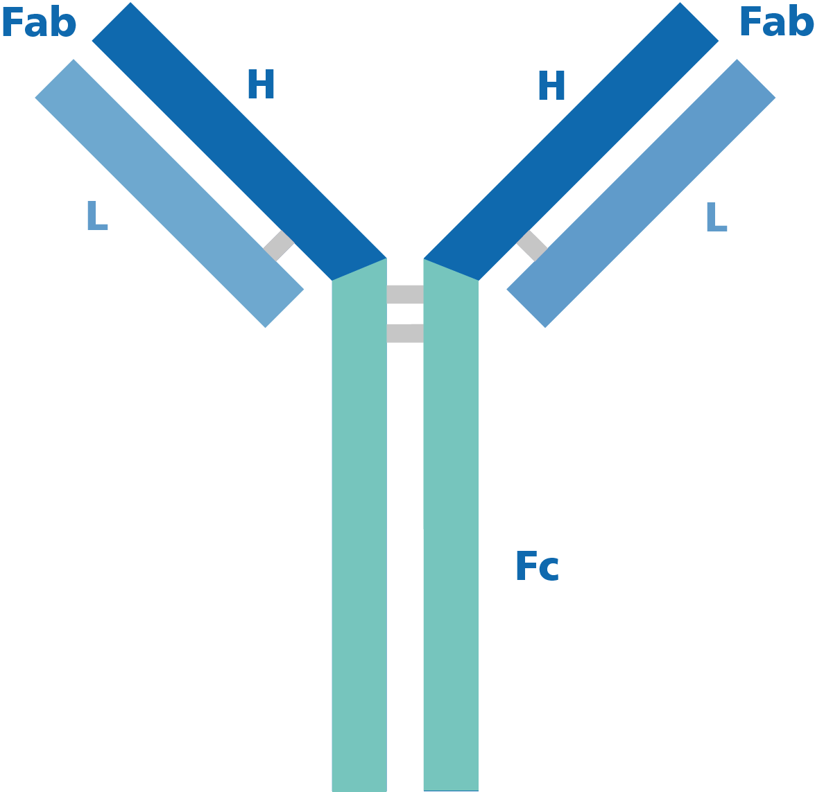 How To Select The Best Secondary Antibody | Biomol Blog | Resources ...