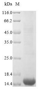 CD63 antigen (CD63), partial, human, recombinant