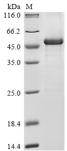 Nuclear factor erythroid 2-related factor 2 (NFE2L2), partial, human, recombinant