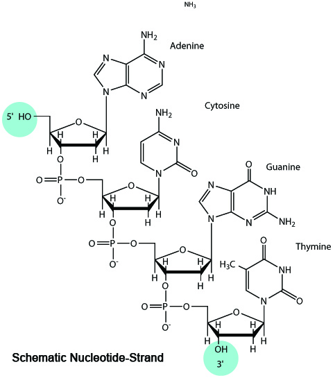 CpG Oligodeoxynucleotides | Biomol GmbH - Life Science Shop