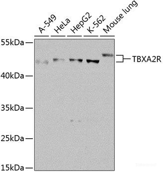 Anti-TBXA2R